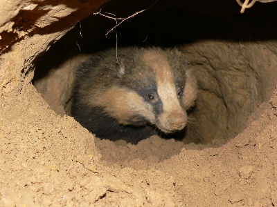 de la ferme du Gouy - Saison Vènerie sous terre, 2011.